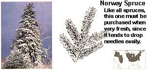 Conifers: Norway Spruce.